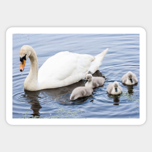 Mother Mute Swan and her Four Cygnets Sticker by CreativeNatureM